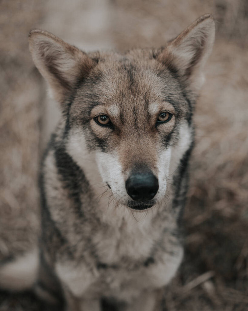 A closeup shot of a Saarloos Wolfdog with blurred background - Foto, afbeelding