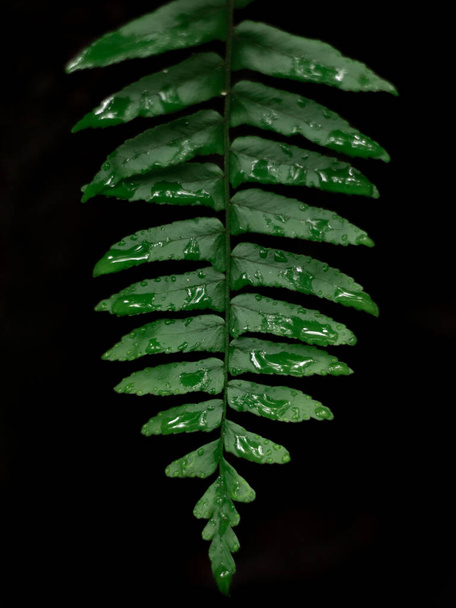 A vertical shot of water drops of dew or rain on a fern leaf isolated on a black background - Photo, image