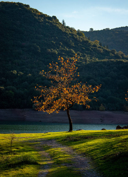 A vertical shot of a single tree with yellow leaves on the bank of a small lake at the foot of hills - Foto, imagen