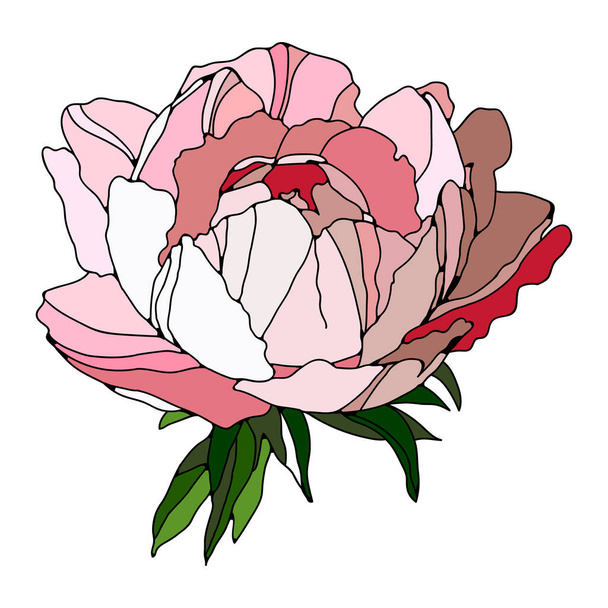 Floral colorful Peony. Vector illustration. Creative realistic drawing, tattoo. Vintage paintings, postcard, background, wallpaper. Interior decoration. Flowers gift for women. - Vektor, kép