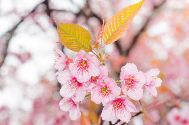 Sakura en el jardín de primavera. Flor de cerezo rosa flors.beautiful
 - Foto, imagen