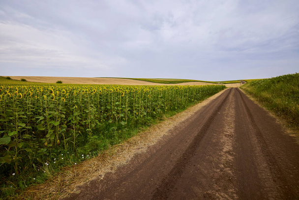 zemědělské pole s mladými slunečnicemi na začátku kvetení - Fotografie, Obrázek