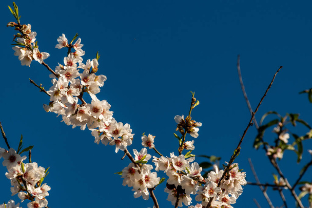 A closeup of a blooming tree in a daylight - Foto, Imagen