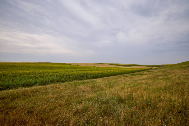 campos agrícolas mistos com trigo e girassol - Foto, Imagem