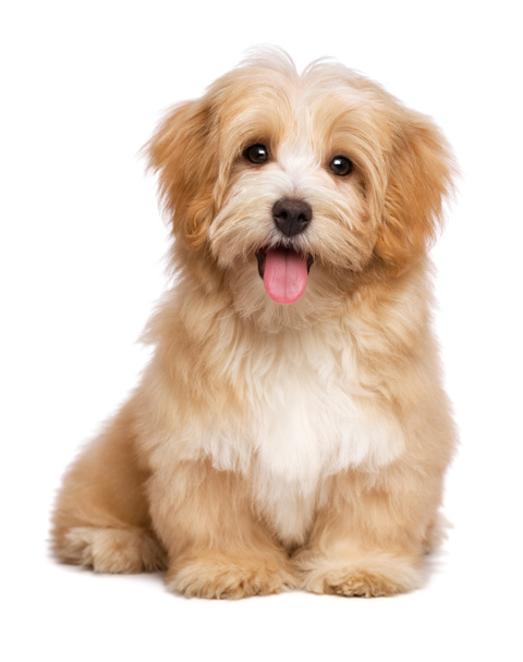 Beautiful happy reddish havanese puppy dog is sitting frontal - Photo, Image