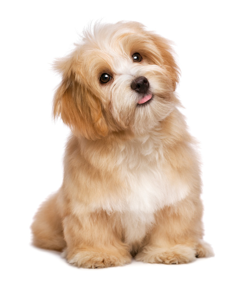 美しいリビング赤みを帯びた havanese 子犬犬は上向きに見てください。 - 写真・画像