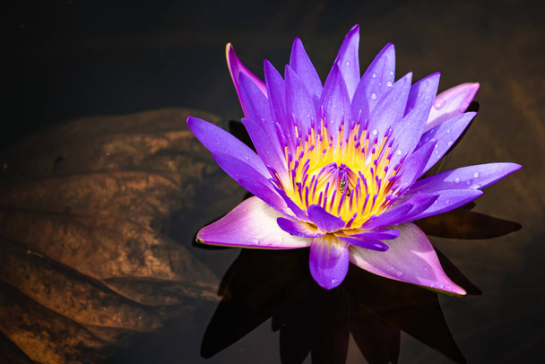 A closeup of a tropical Purple Water Lily Flower in Prachuap Kiri Khan Sam Roi Yot Park in Thailand - Фото, зображення