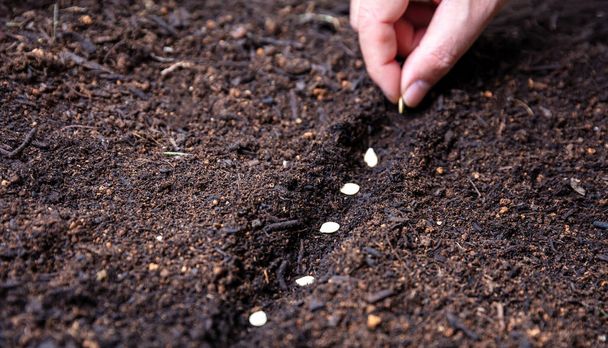 Hand sowing vegetable seeds on soil, close up view, copy space. Agriculture seeding, organic garden and ecology concep - Photo, Image
