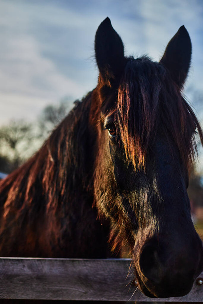 A closeup of a brown horse in the Kline Creek Farm - 写真・画像