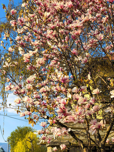 A vertical shot of blooming Magnolia flowers on the tree branches - Фото, изображение