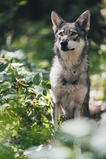 A sunny vertical shallow focus shot of a Saarloos wolfdog standing next to a green bush in the forest - Foto, imagen