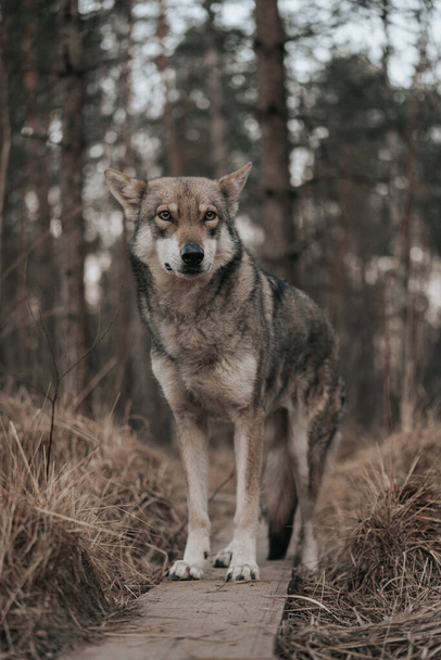 A closeup view of Saarloos Wolfdog - Foto, imagen