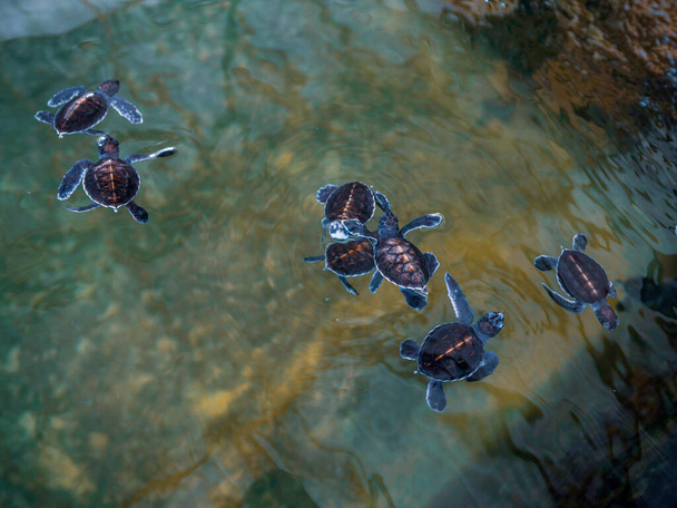 Egy csapat teknős. A Tengeri Teknős Természetvédelmi Társaság - Fotó, kép