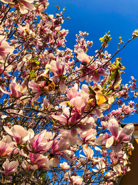 Vertikální záběr růžové a bílé Magnolie květy na větvích stromu proti modré obloze - Fotografie, Obrázek