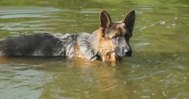 Alman kurdu tamamen suyun içinde duruyor ve dikkatlice yana bakıyor. Göldeki köpek, uzun kuyruk, dudaklarını yalama, gündüz vakti, portre. Yüksek kalite 4k görüntü - Video, Çekim