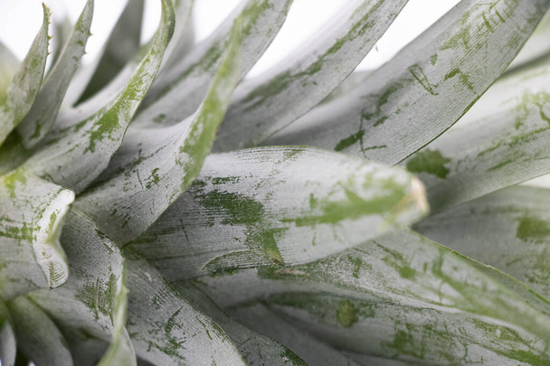 selective focus Pineapple leaves on white background - Photo, Image