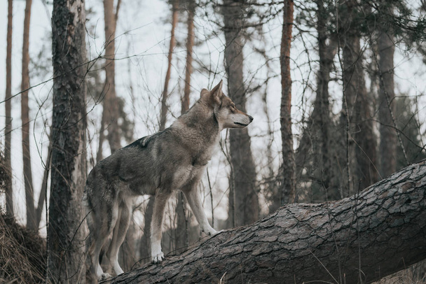 A panoramic view of  Saarloos Wolfdog in forest - Foto, imagen