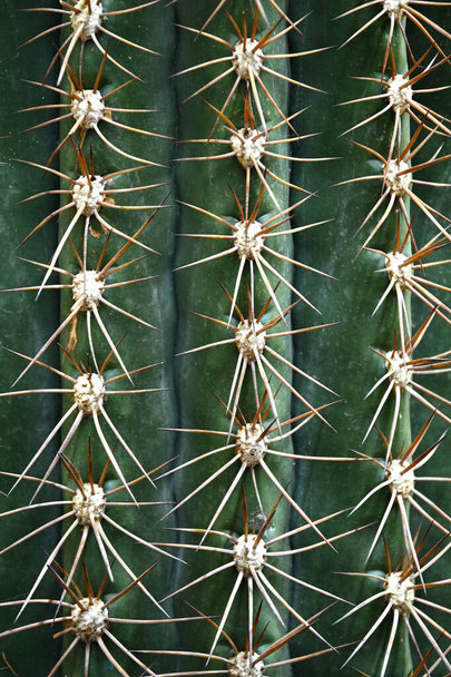 Close up of globe shaped cactus with long thorns-Focus thorns. Overhead view of a green spiny cactus. - Zdjęcie, obraz