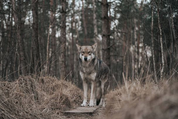 A closeup view of Saarloos Wolfdog - Фото, зображення