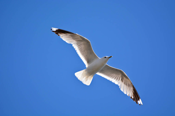 A low-angle shot of a seagull captured in midflight against the clear blue sky - Фото, изображение