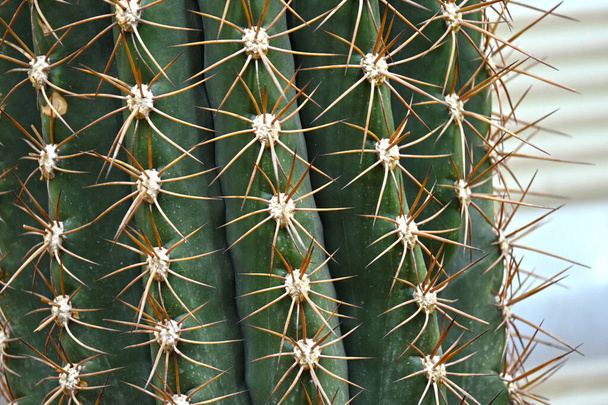 Nahaufnahme eines kugelförmigen Kaktus mit langen Dornen-Brennpunkten. Blick von oben auf einen grünen stacheligen Kaktus. - Foto, Bild
