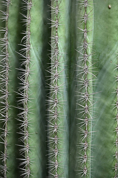 Close up of globe shaped cactus with long thorns-Focus thorns. Overhead view of a green spiny cactus. - Fotografie, Obrázek