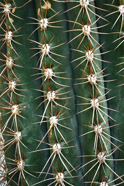 Close up of globe shaped cactus with long thorns-Focus thorns. Overhead view of a green spiny cactus. - Photo, image