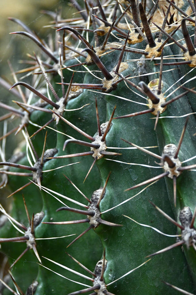 Close up of globe shaped cactus with long thorns-Focus thorns. Overhead view of a green spiny cactus. - Foto, immagini