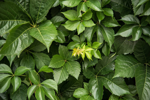 Green Leaf Background. leaves of grapes. Toning, soft focus, close up background mode. Copy space - Foto, Imagem