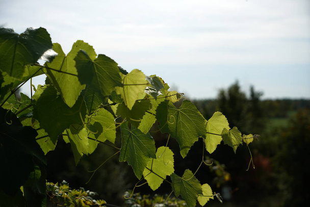 A closeup of green grapevine leaves against the sky. Selected focus. - Zdjęcie, obraz