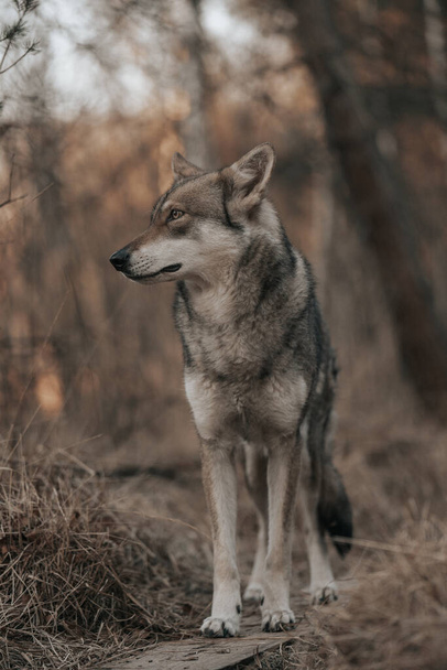 A closeup view of Saarloos Wolfdog - Φωτογραφία, εικόνα