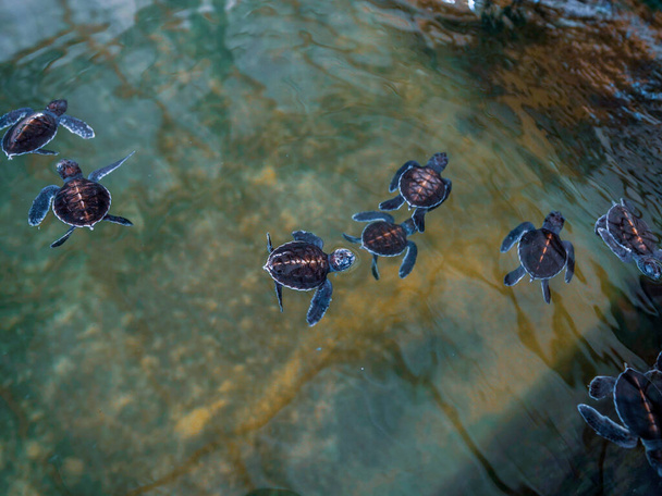 Un grupo de tortugas bebé de mar. Sociedad de Preservación de Tortugas Marinas - Foto, imagen