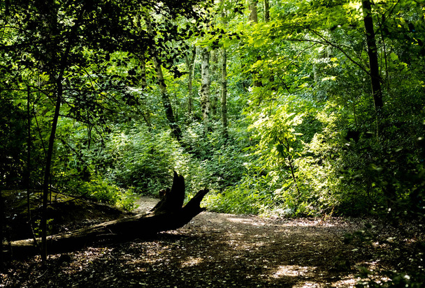 Прекрасний гранжевий британський ліс влітку
 - Фото, зображення