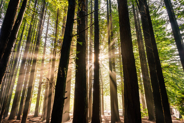 A beautiful view of sunrays shining through high trees in the forest, in Rotorua, New Zealand - Фото, зображення