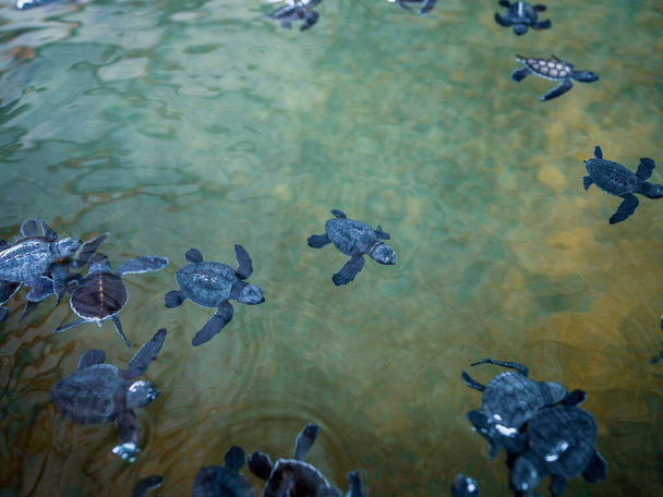 A group of baby turtles. The Sea Turtle Preservation Society - Фото, зображення