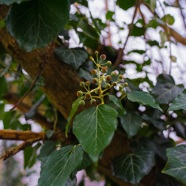 A selective focus shot of buds on an ivy - Foto, Imagem
