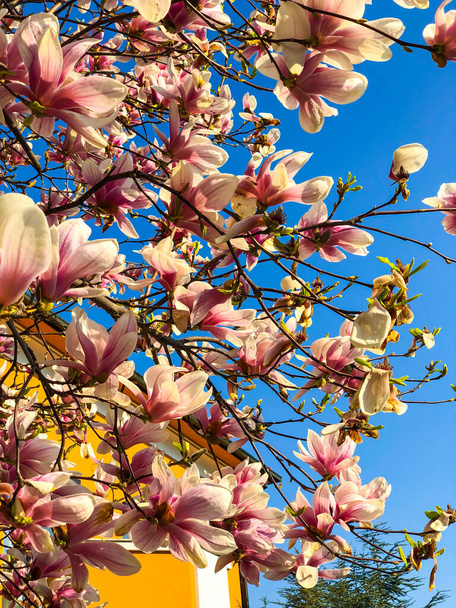 A vertical closeup of blooming Magnolia flowers near a yellow house - Фото, изображение