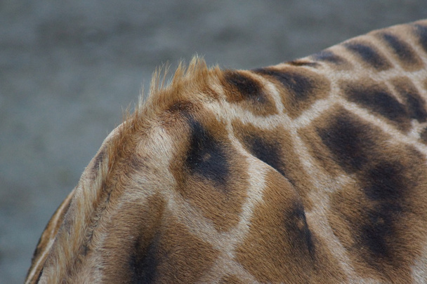 Giraffe - Giraffa camelopardalis - Photo, Image