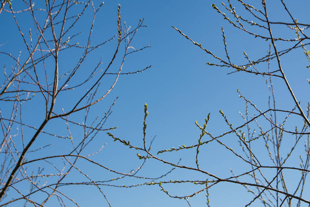 A leveles rügyek a meleg tél végén kezdenek növekedni. - Fotó, kép