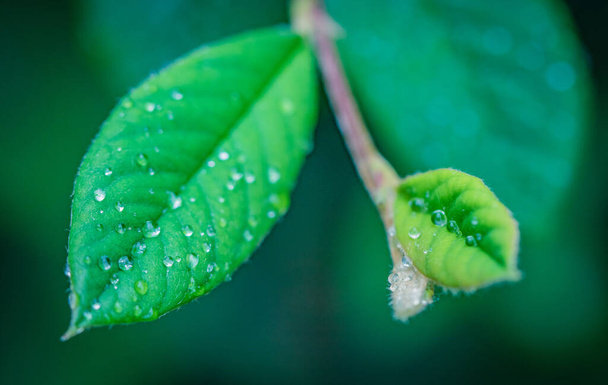 A macro view of dewy green leaves - Фото, изображение