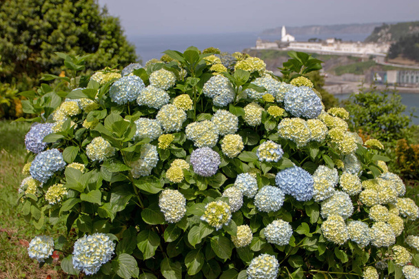 Sininen hortensia kukkiva pensas hämärtyneellä taustalla. Hydrangea macrophylla kukkivat kasvit Luarcassa, Asturiasissa, Espanjassa. - Valokuva, kuva