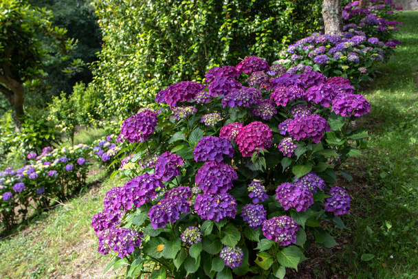Arbustos florecientes de hortensia púrpura seto en el jardín. Hortensias herbáceas en Lleida, Asturias, España. - Foto, imagen