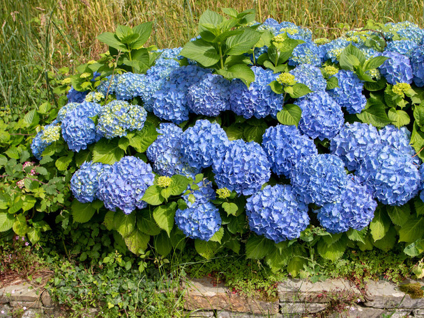 Blue hydrangea macrophylla flowers in the garden. Spectacular hortensia flowering plant. - Photo, Image