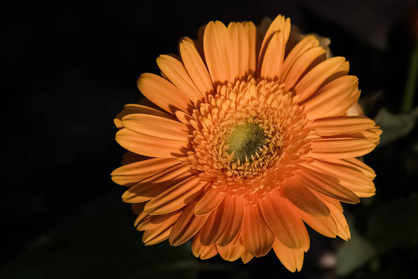 A macro focus shot of a yellow gerbera isolated on black background - Photo, Image