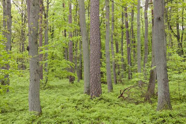 Лес
 - Фото, изображение
