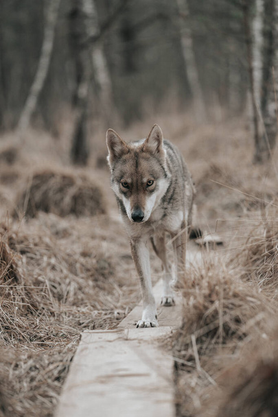 A shot of a Saarloos Wolfdog walking in a forest with blurred background - Fotoğraf, Görsel