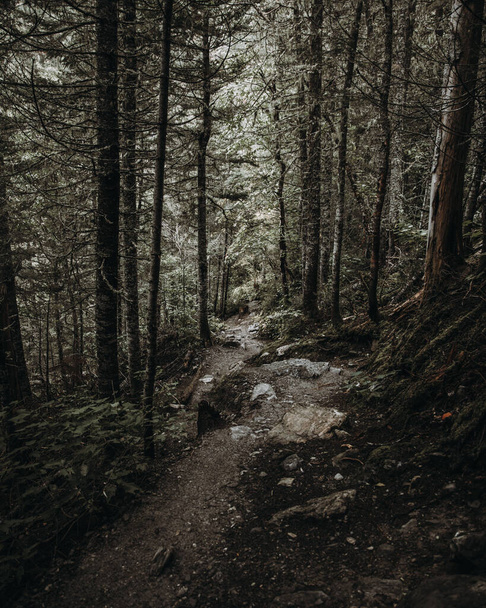 A vertical shot of a rocky path through a dark forest - Fotoğraf, Görsel