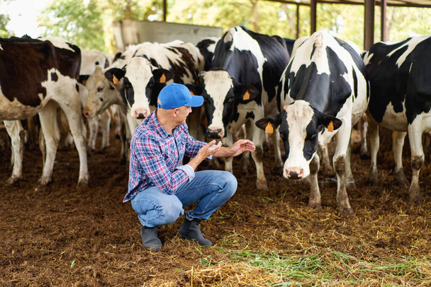 農業、農業、人々と動物飼育の概念-酪農場の若い男や農家の給餌牛 - 写真・画像