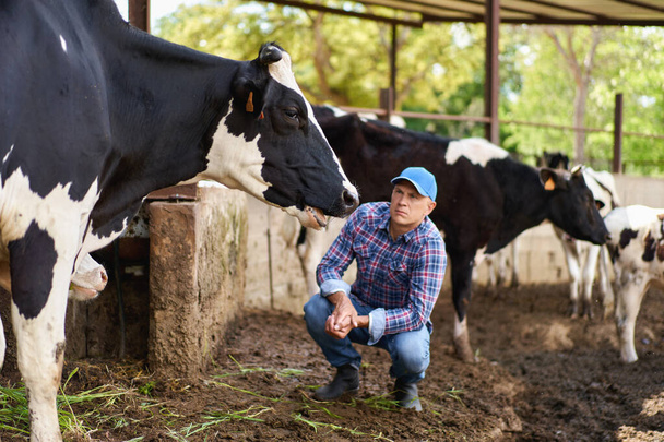 Man cowboy at cow farm ranch - Valokuva, kuva