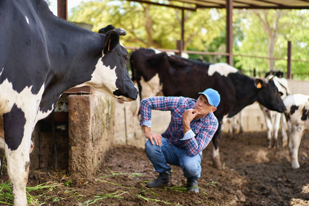 Człowiek kowboj na farmie krów - Zdjęcie, obraz